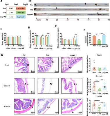 Astragaloside IV improves slow transit constipation by regulating gut microbiota and enterochromaffin cells